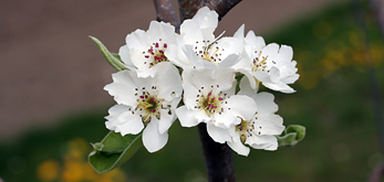 pommier en fleurs