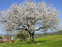 cerisier en fleurs