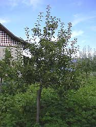 Poire William